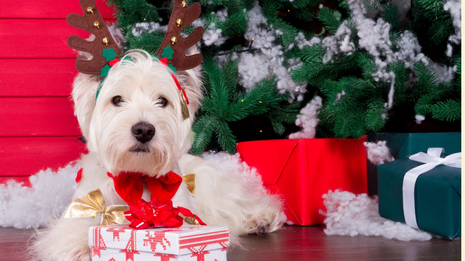 dog https://capitalhr.com.au/wp-content/uploads/2025/11/dog.jpg